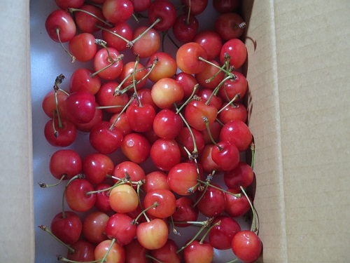 果樹農家は サクランボ リンゴ等 が霜で花芽が大被害だ はちさん日記